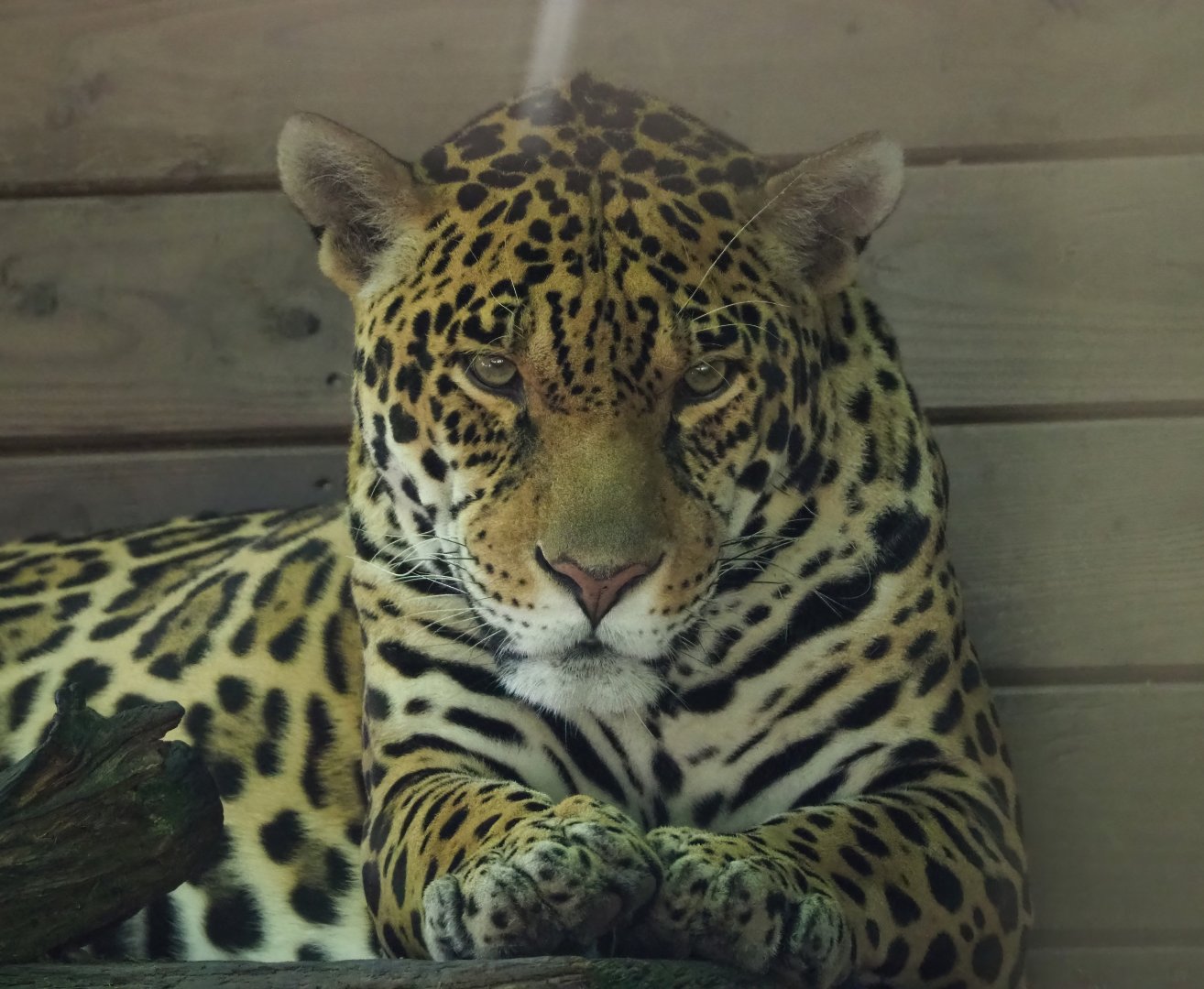 Jaguar (Panthera onca), 2023-06-24
