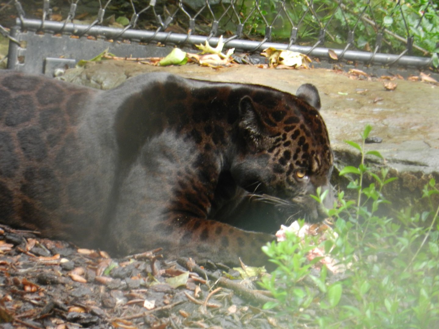 Jaguar (Panthera onca) at Artis Royal Zoo, The Netherlands