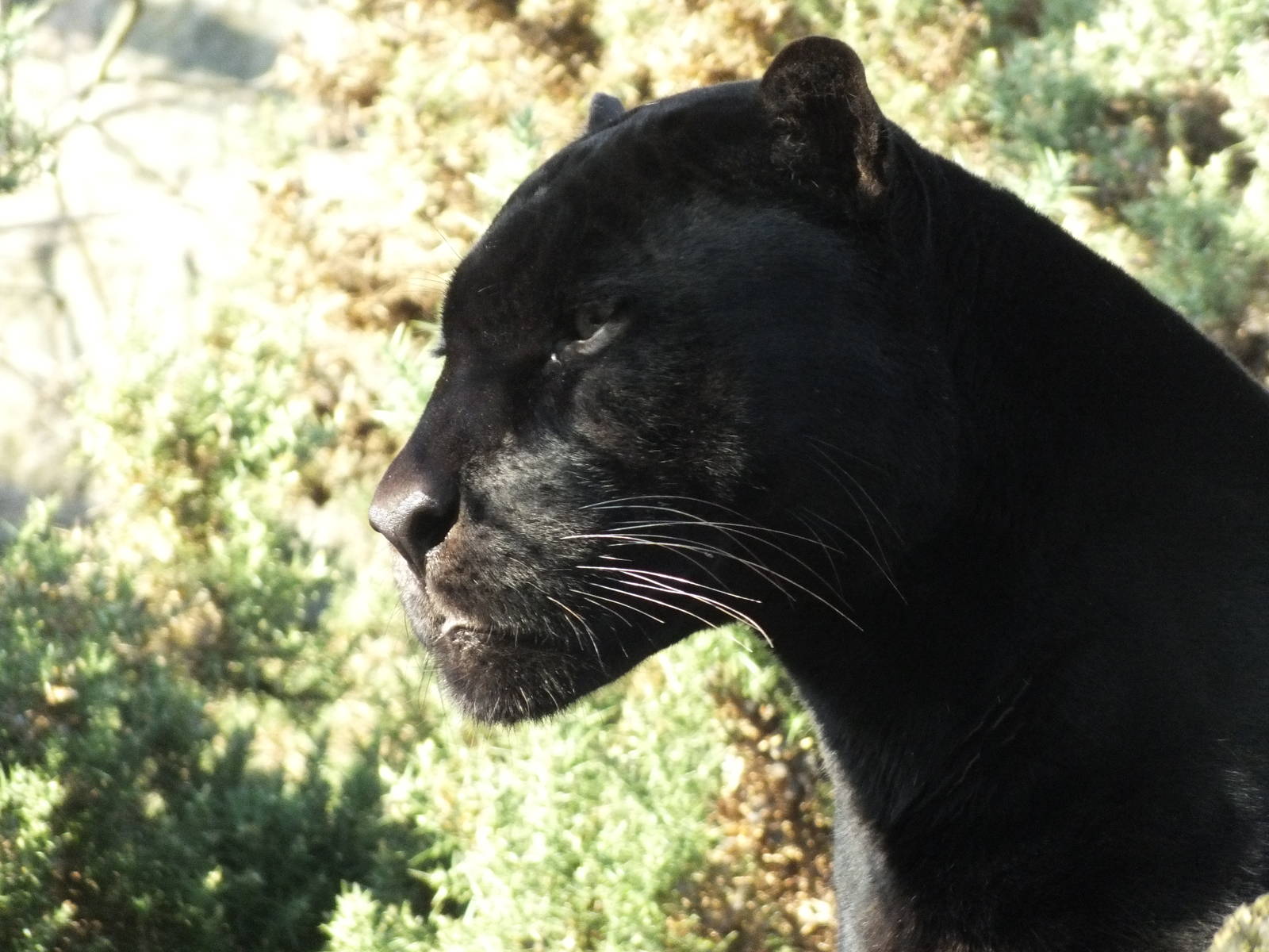 Jaguar (Panthera onca) at Edinburgh Zoo - 9th January 2012