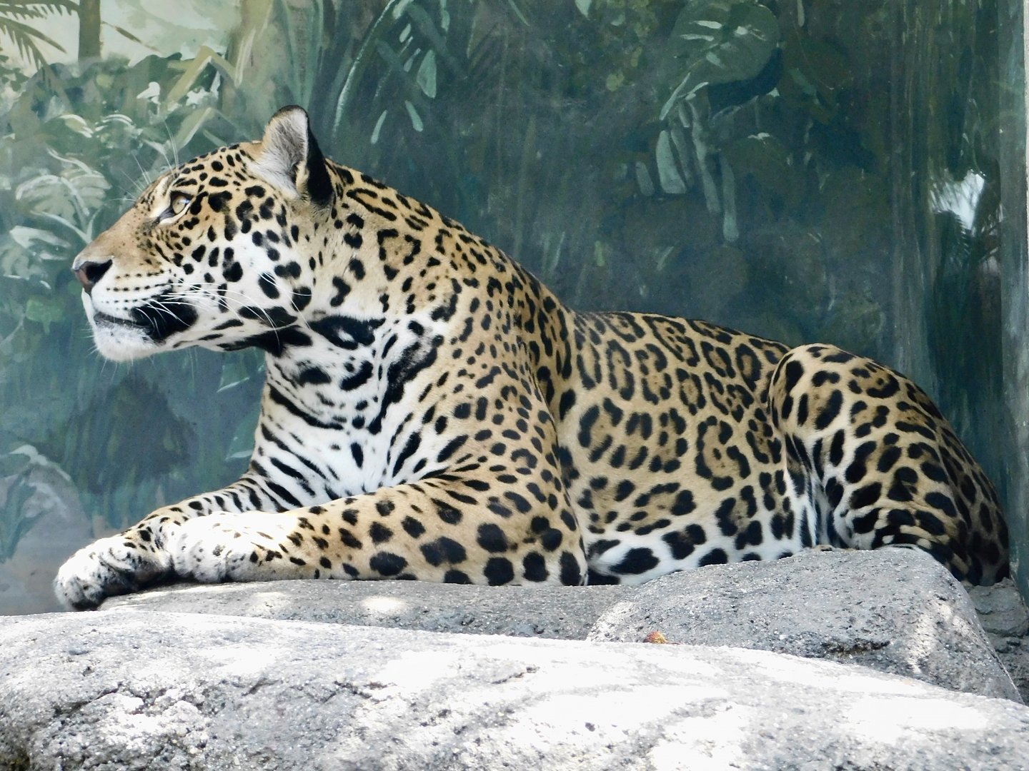 Jaguar (Panthera onca) August 8, 2025