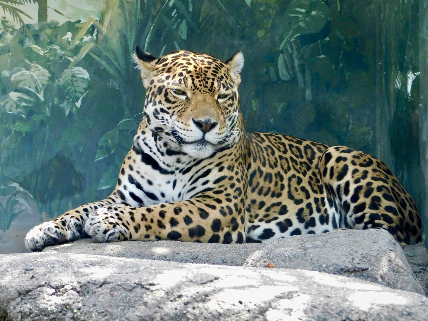 Jaguar (Panthera onca) August 8, 2025