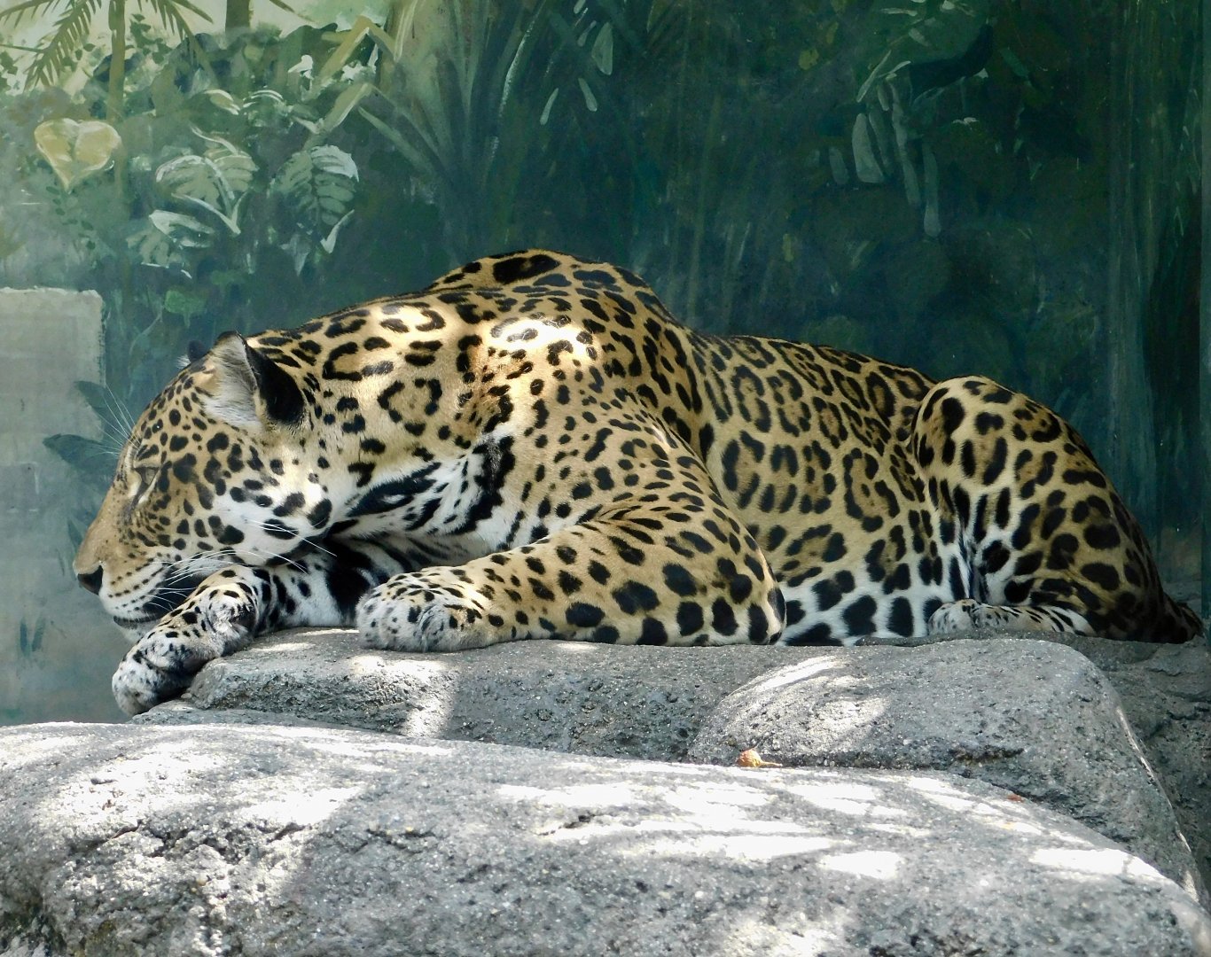 Jaguar (Panthera onca) August 8, 2025