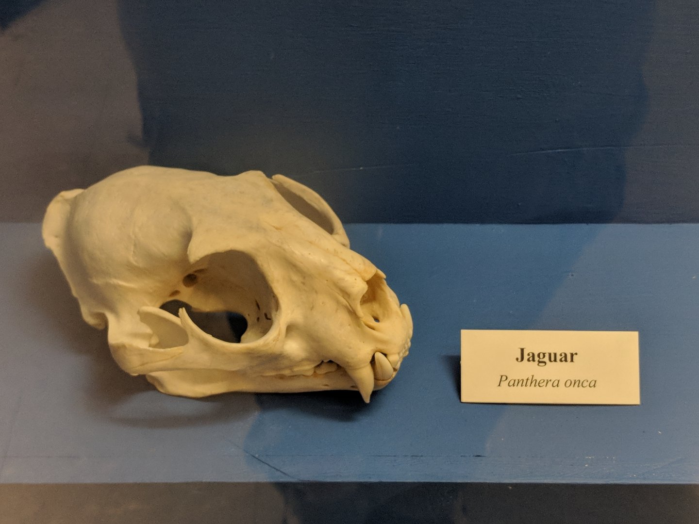 Jaguar (Panthera onca) skull