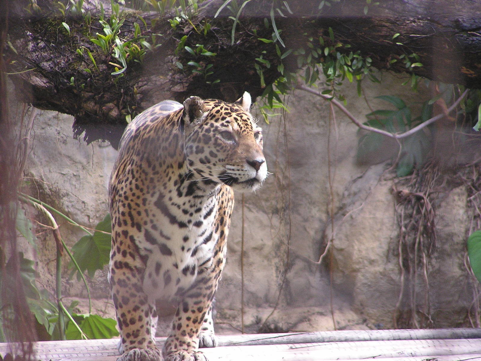 Jaguar/ Panthera onca