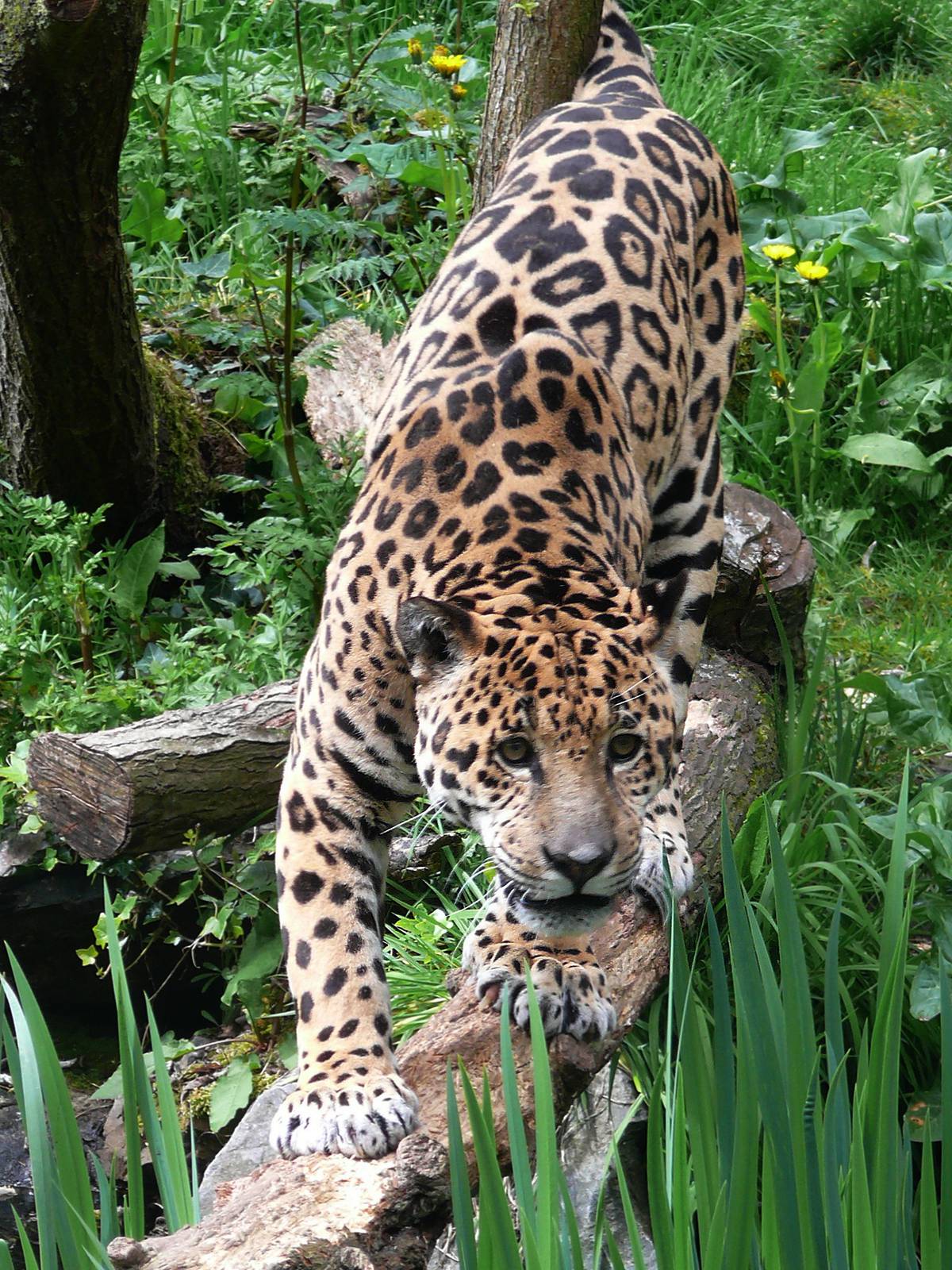 Jaguar (Panthera onca)