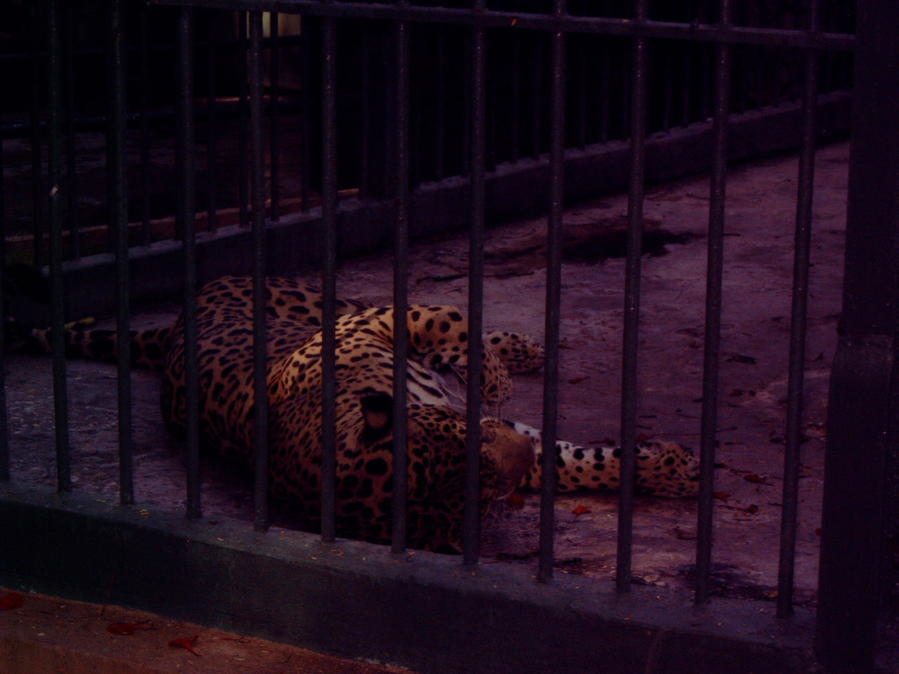 Jaguar (Panthera onca)