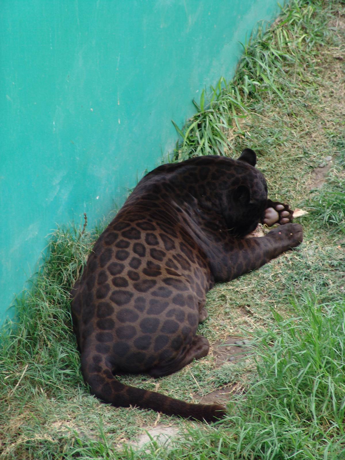 Jaguar (Panthera onca)