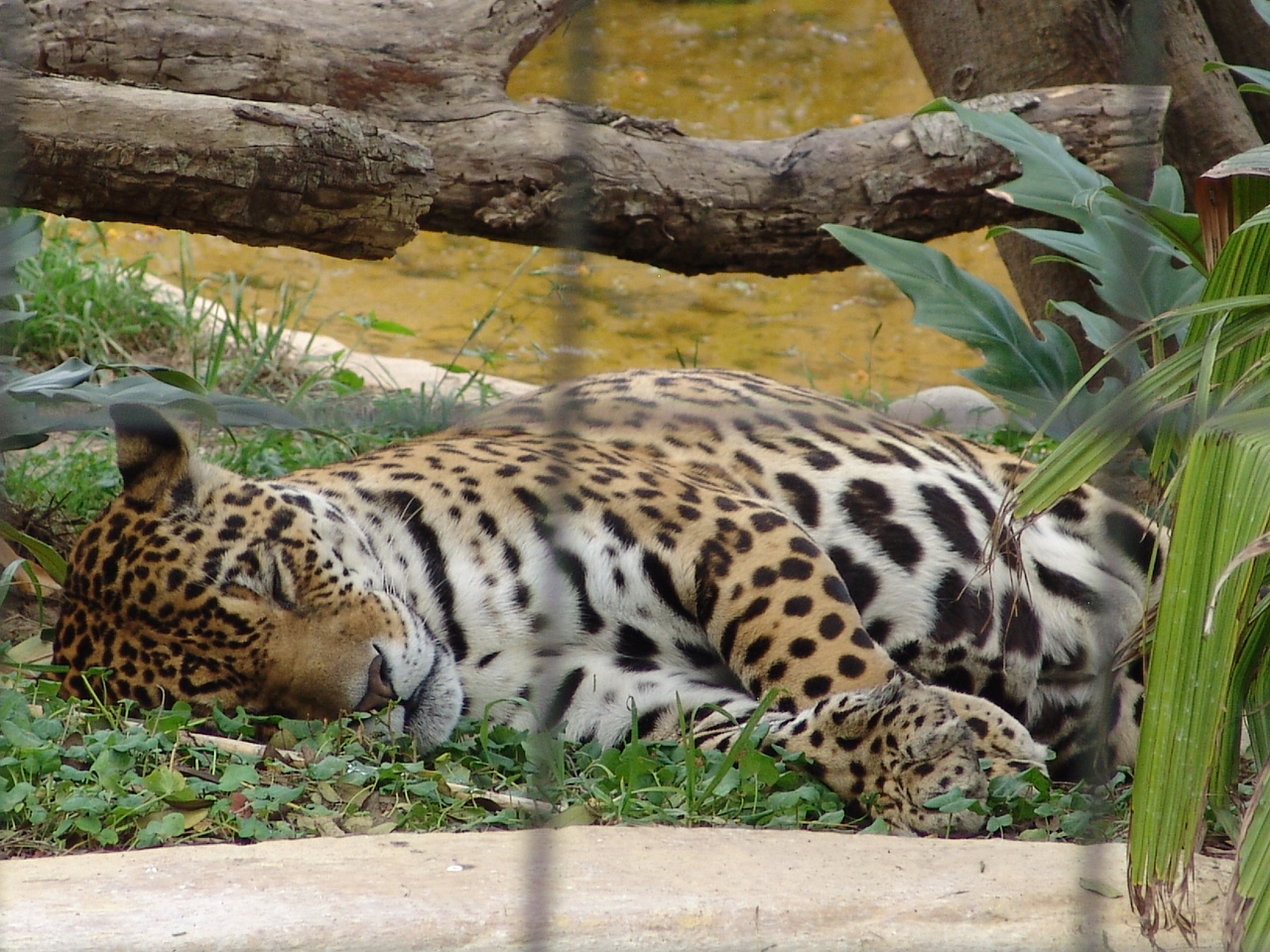 Jaguar (Panthera onca)