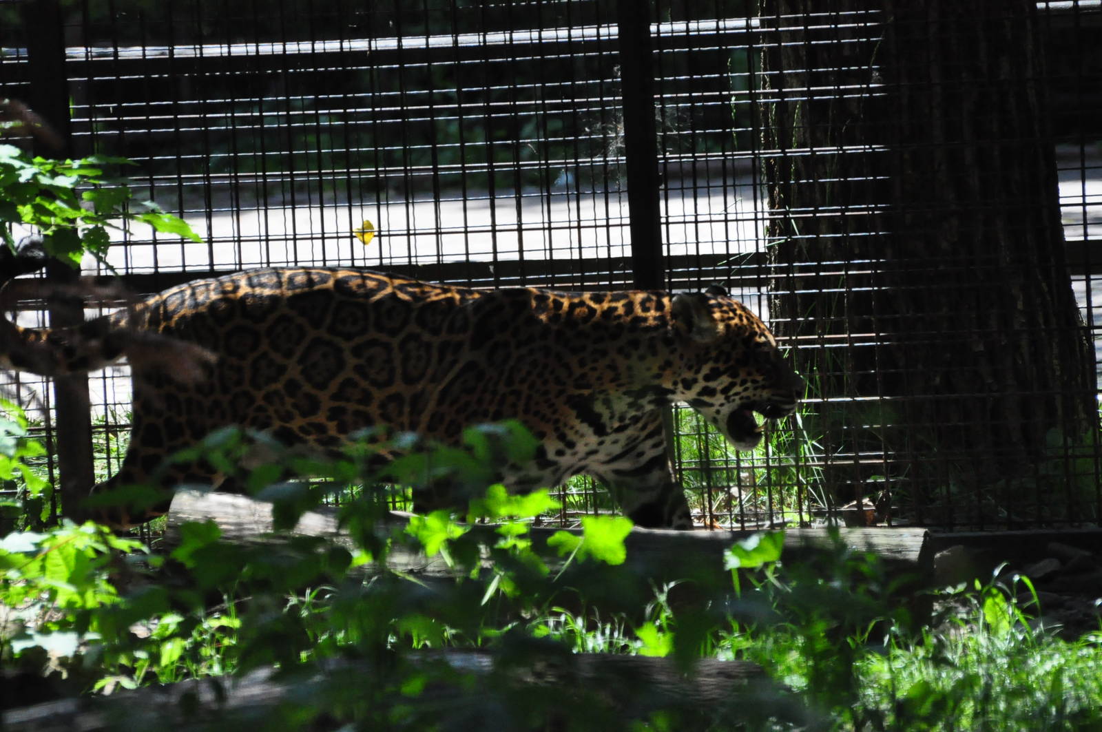 Jaguar/ Panthera onca