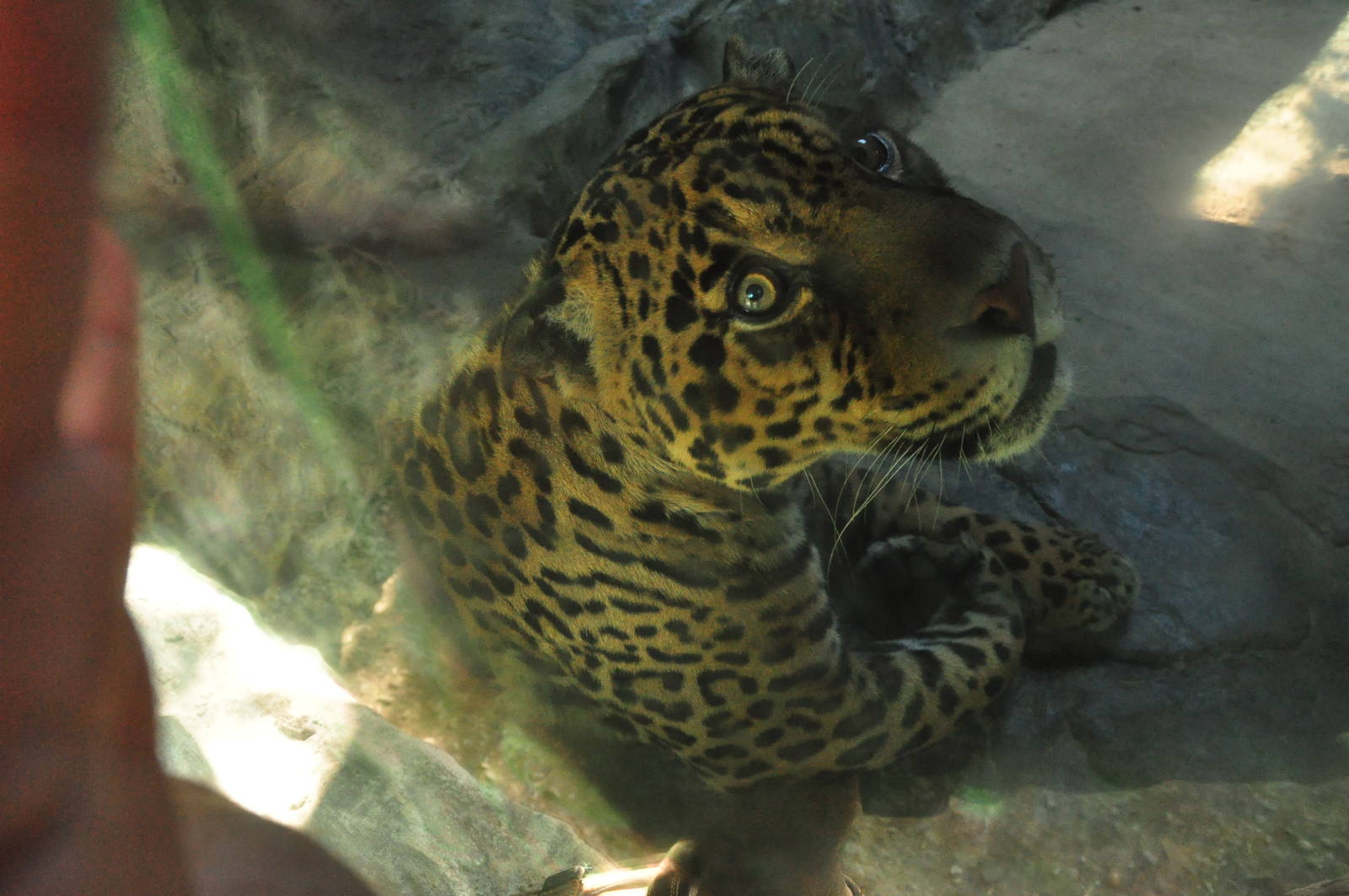 Jaguar/ Panthera onca