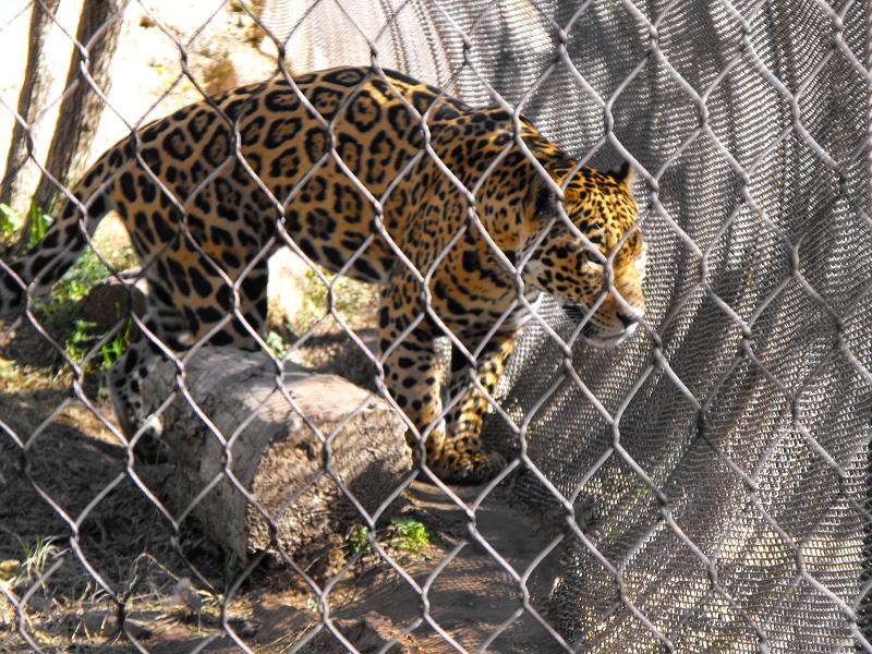 Jaguar (Panthera onca)