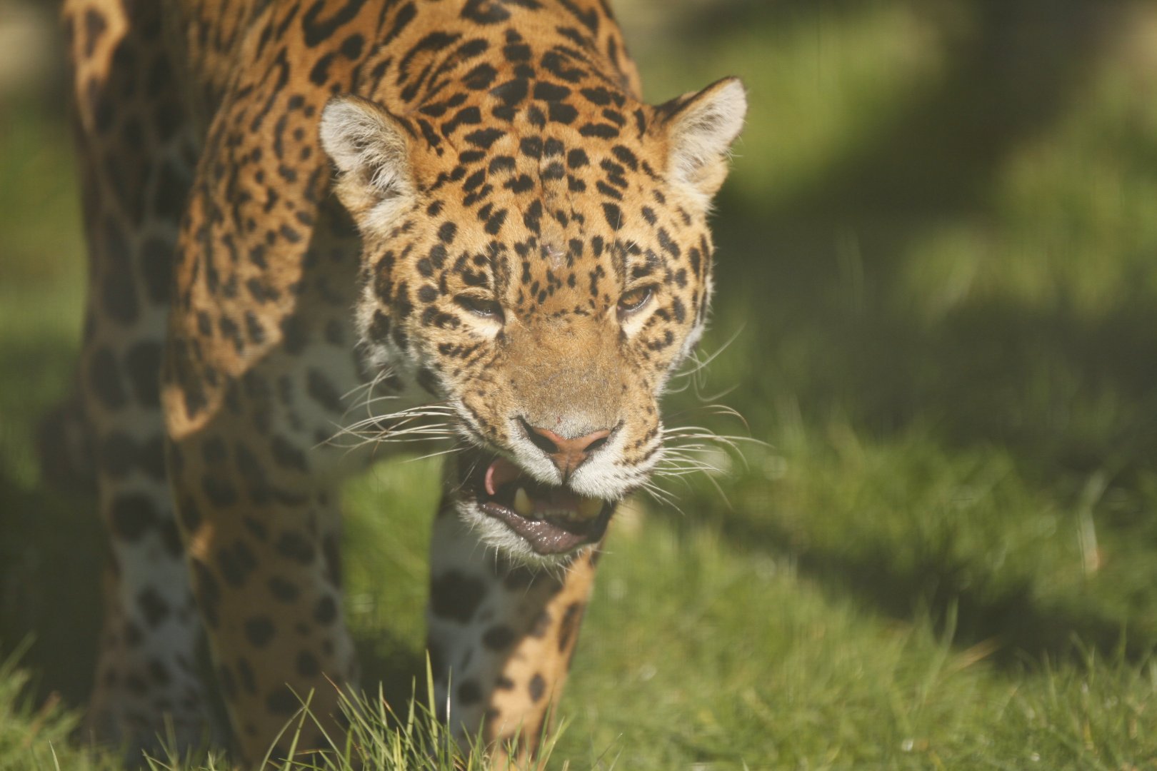 Jaguar (Panthera onca)