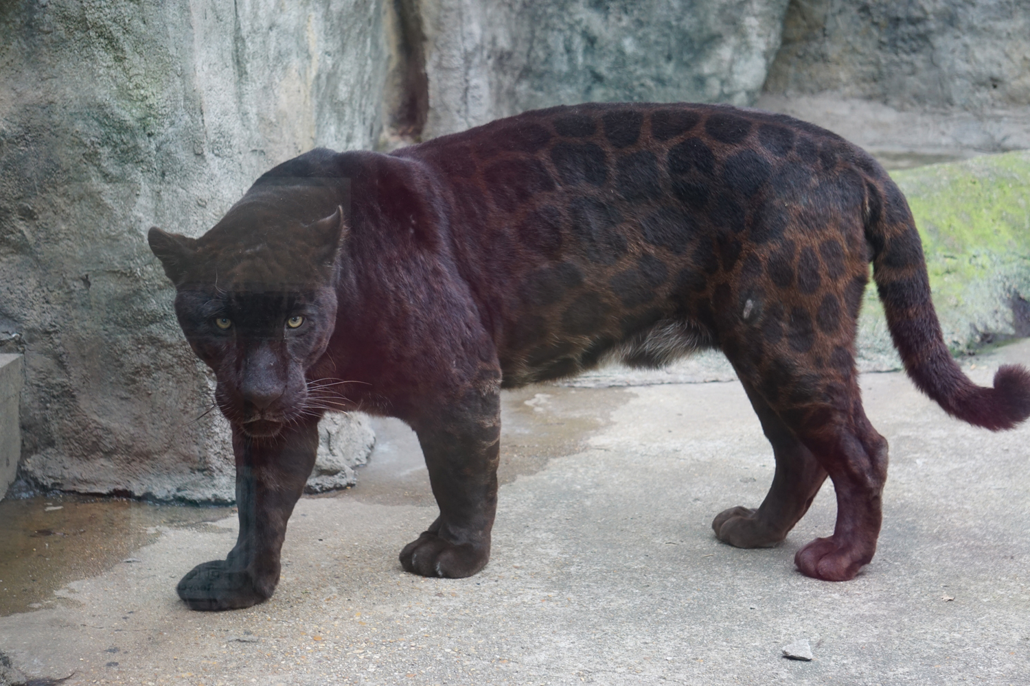 Jaguar (Panthera onca)