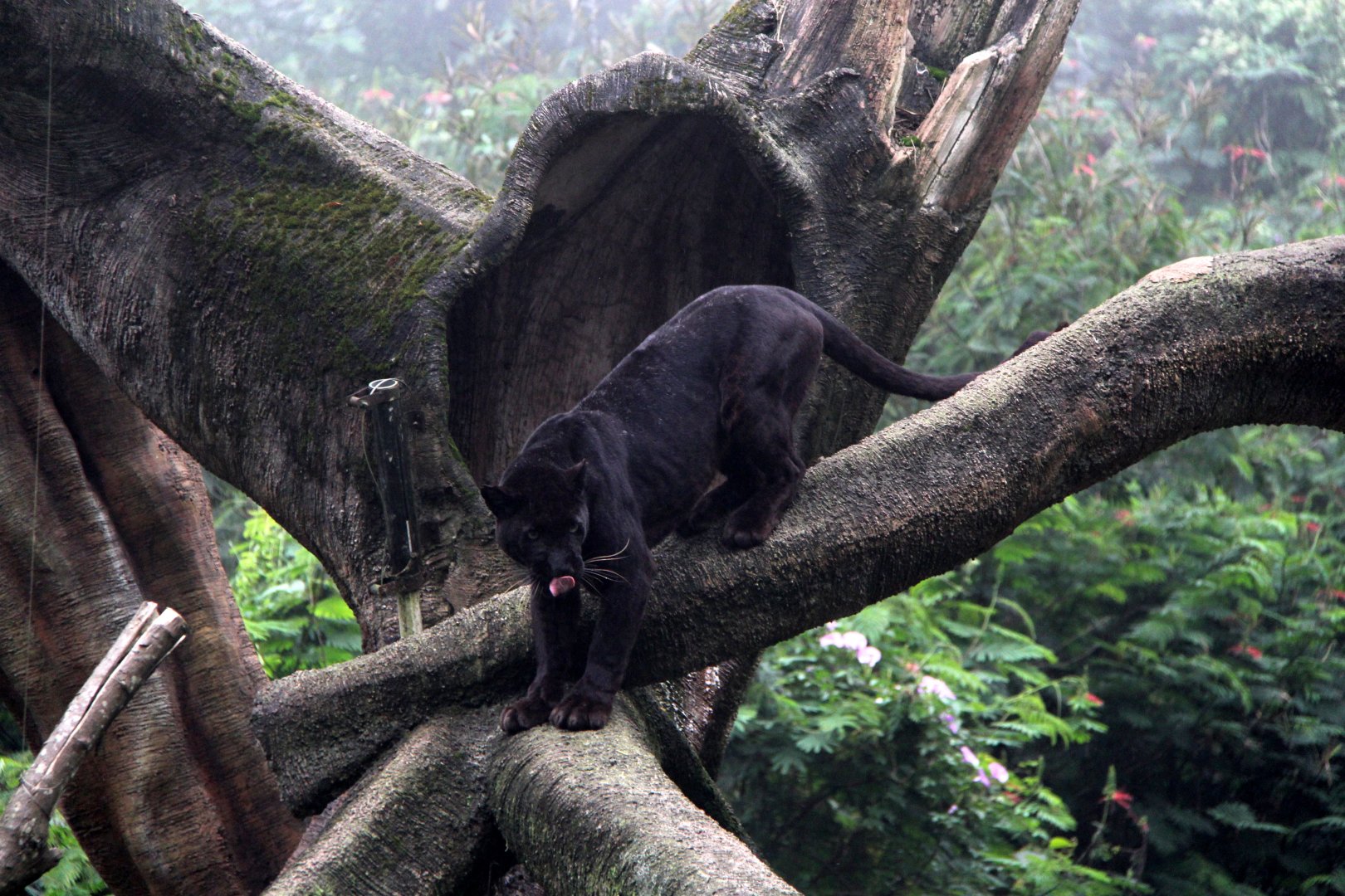 jaguar (Panthera onca)