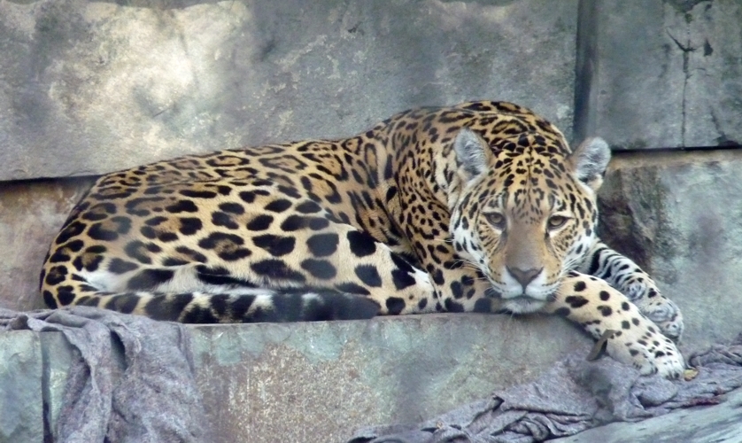 Jaguar (Panthera onca)