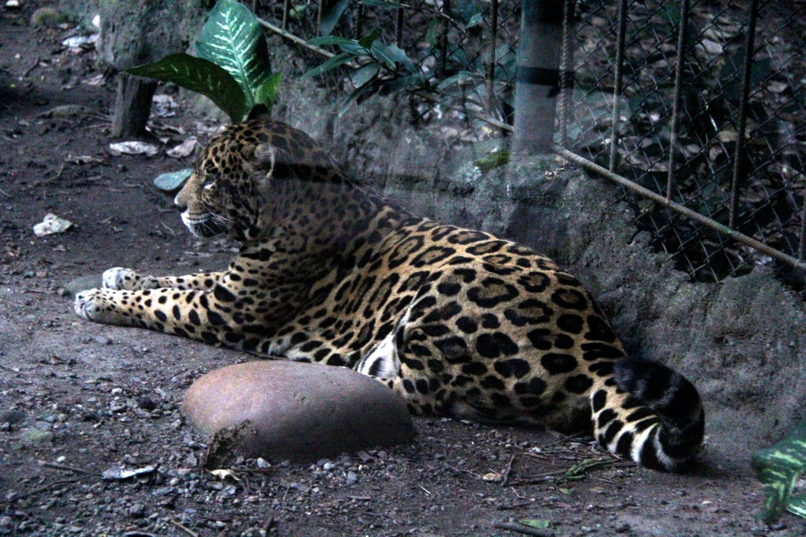 jaguar (Panthera onca)