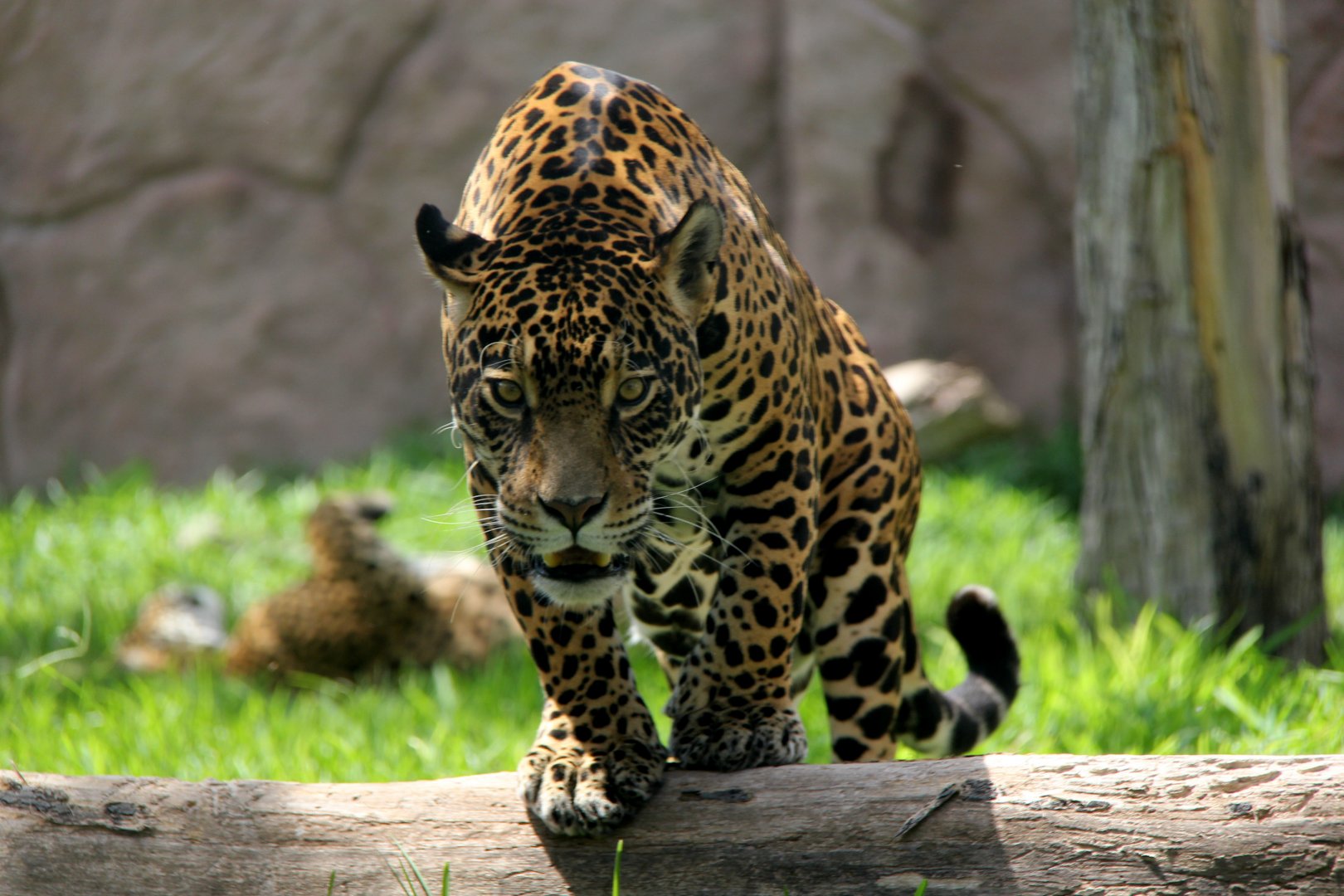 jaguar (Panthera onca)