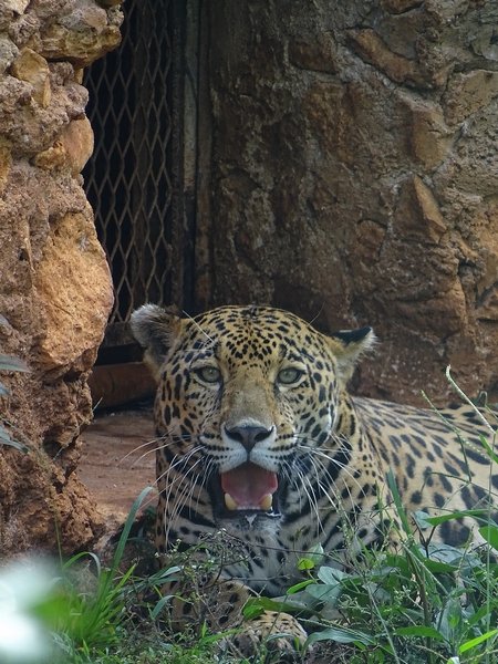 Jaguar (Panthera onca)