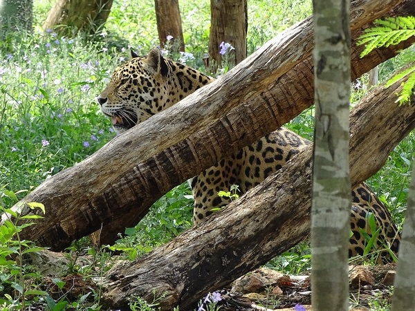 Jaguar (Panthera onca)