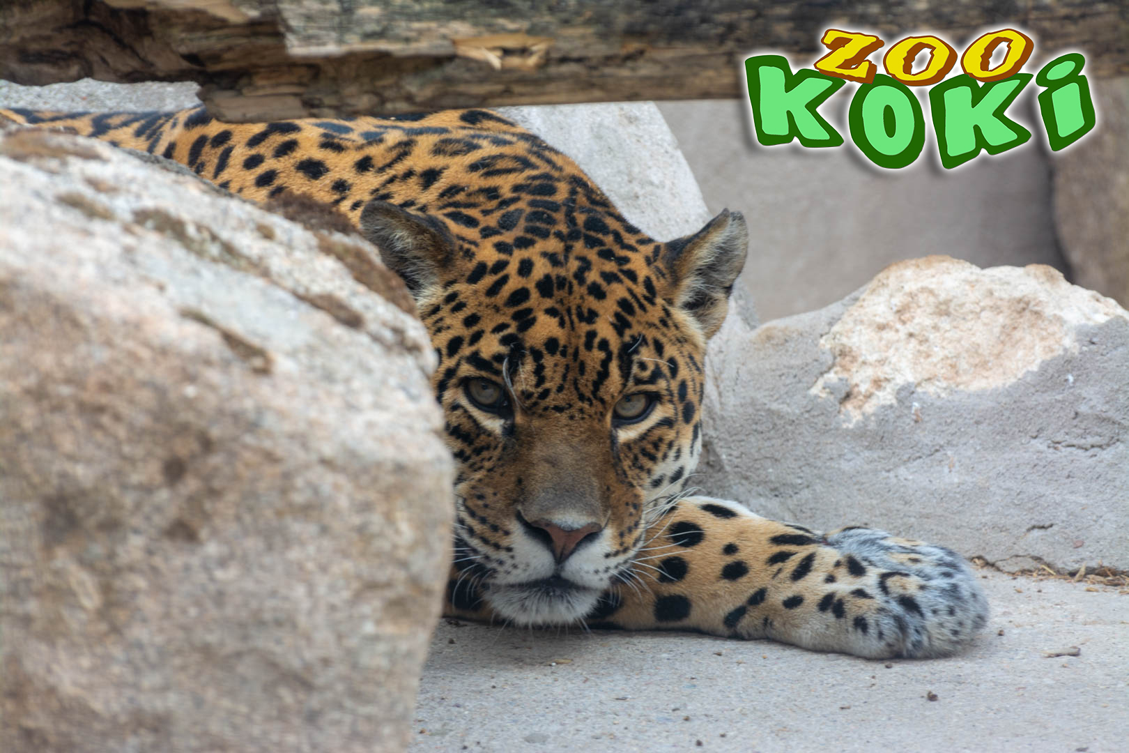 Jaguar (Panthera onca)
