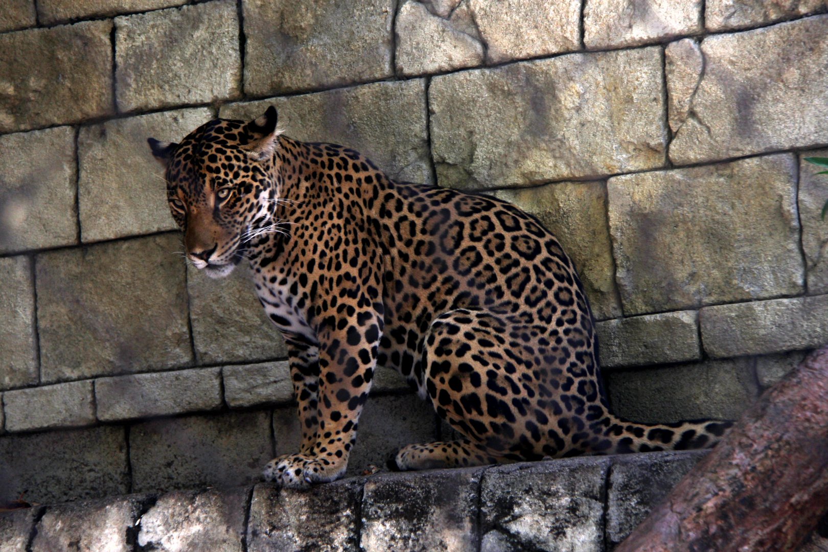 jaguar (Panthera onca)