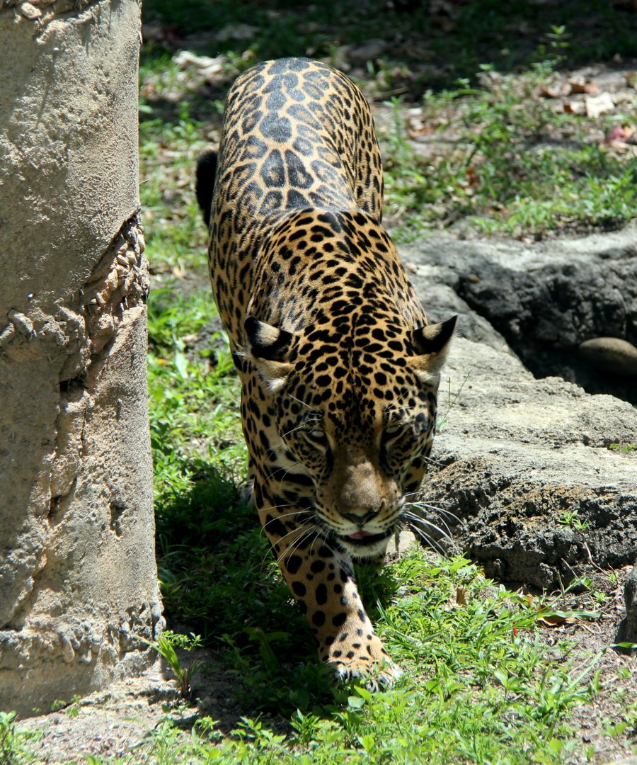 jaguar (Panthera onca)