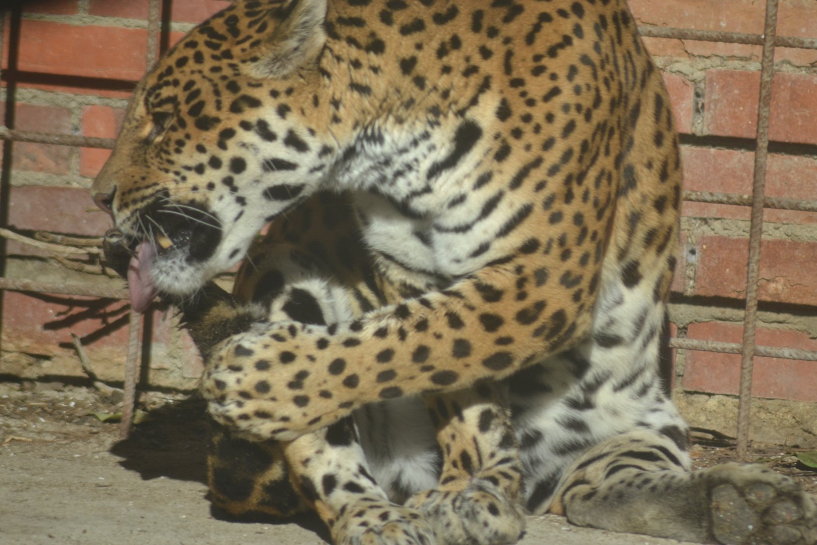 Jaguar - Panthera onca