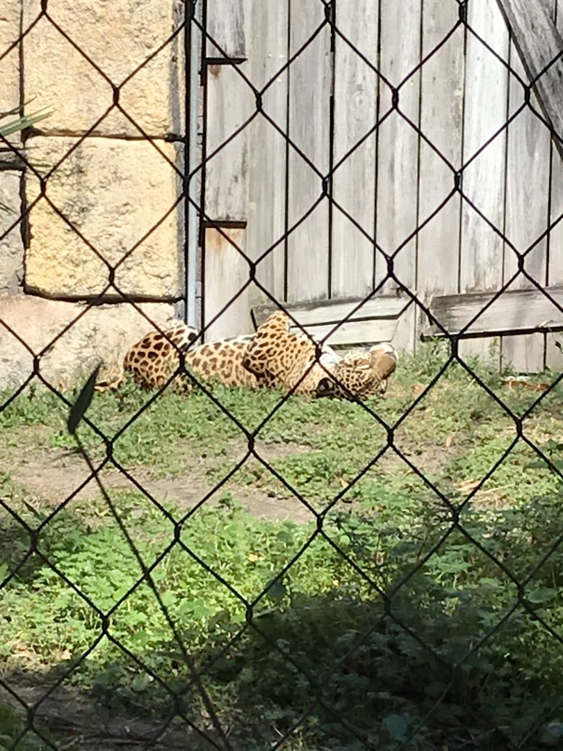 Jaguar(Panthera onca)