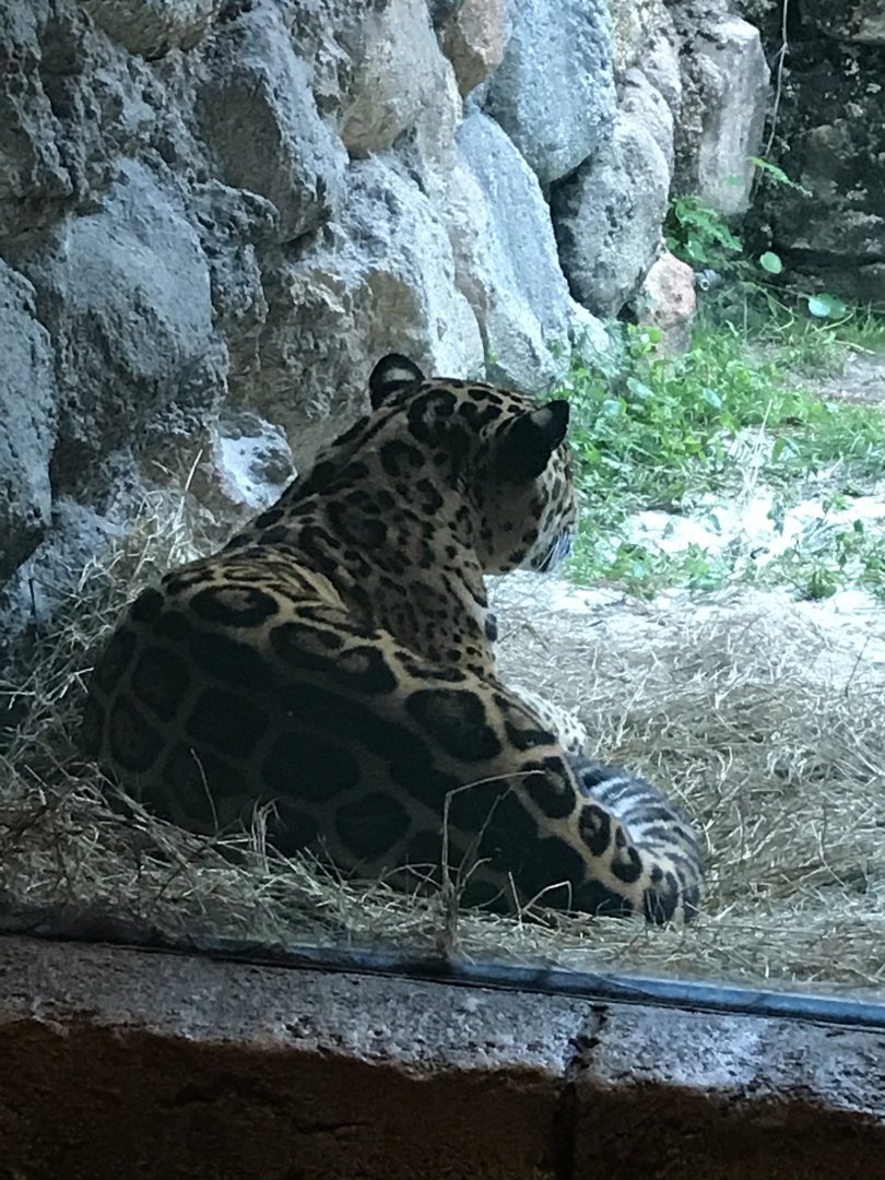 Jaguar(Panthera onca)