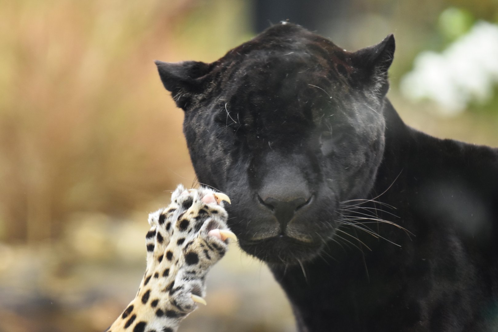 Jaguar (Panthera onca)