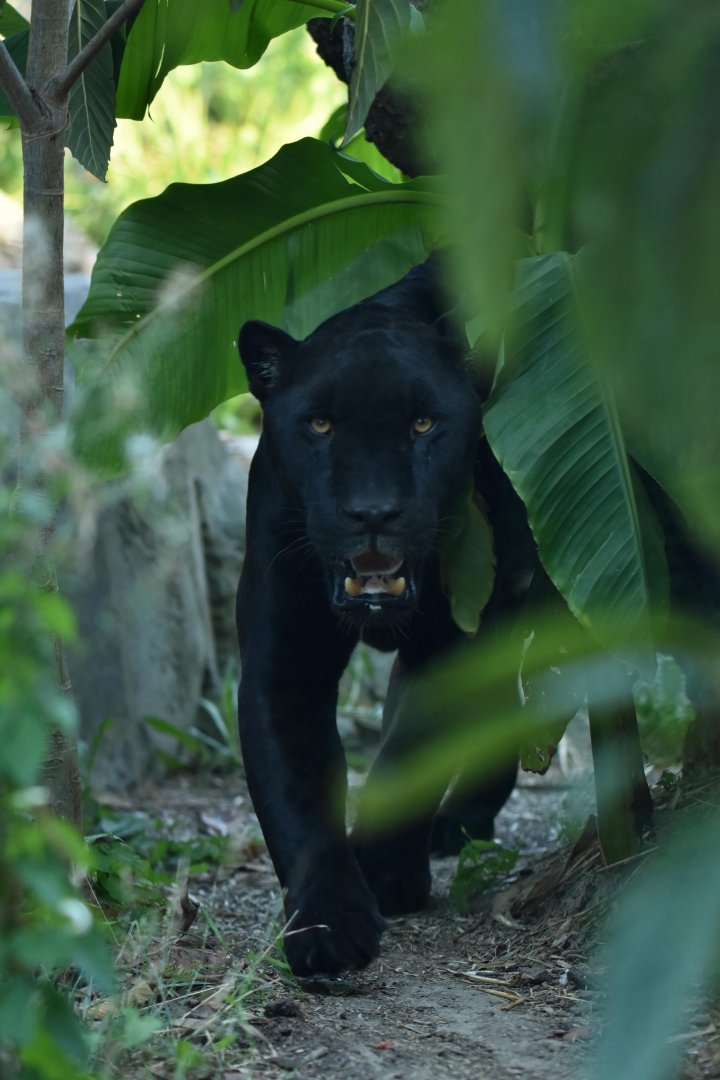 Jaguar (Panthera onca)