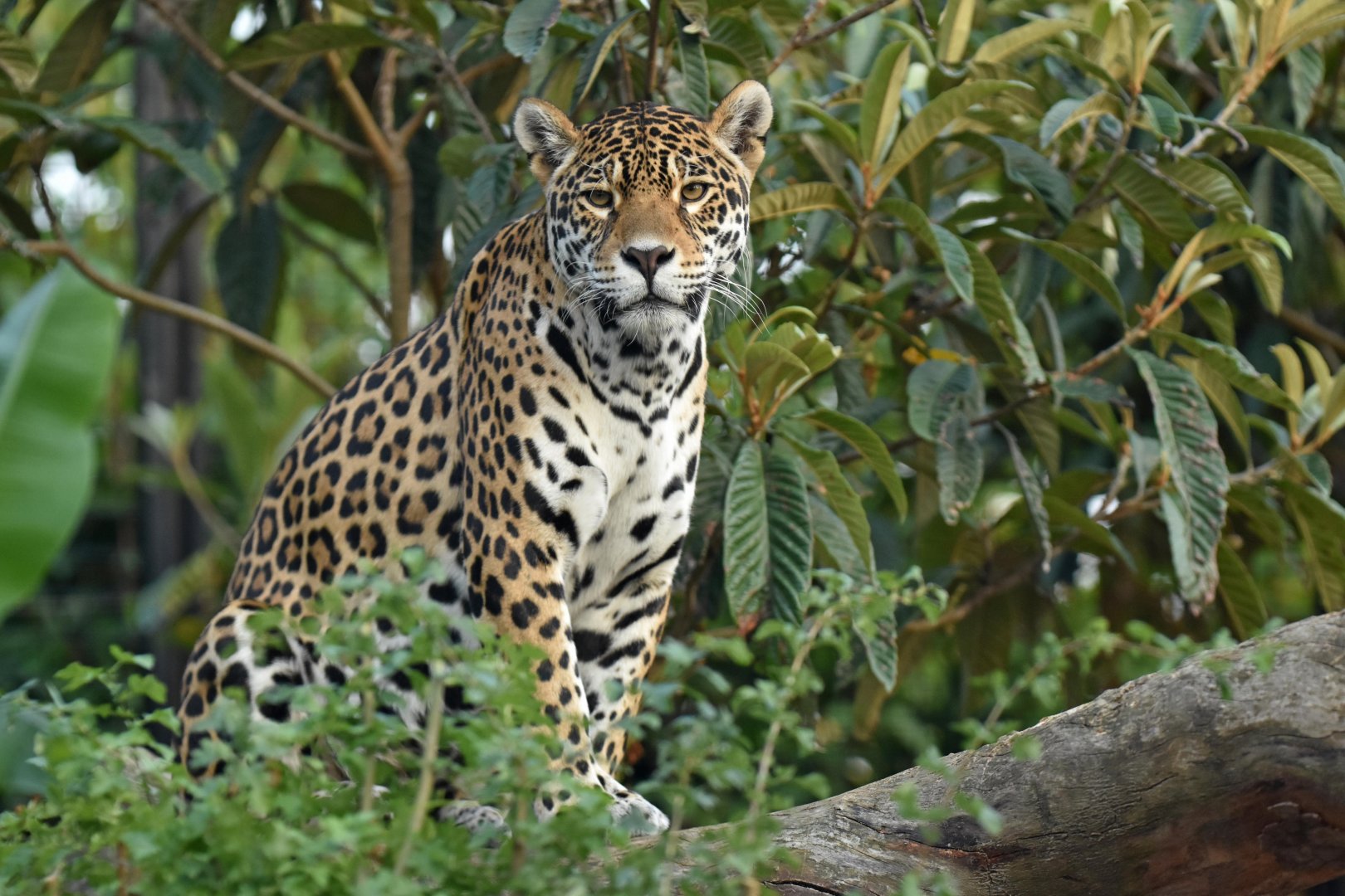 Jaguar (Panthera onca)
