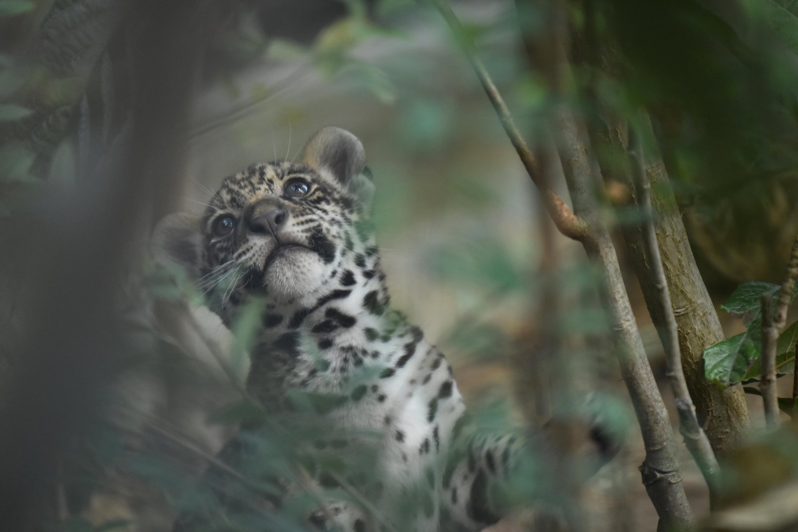 Jaguar (Panthera onca)