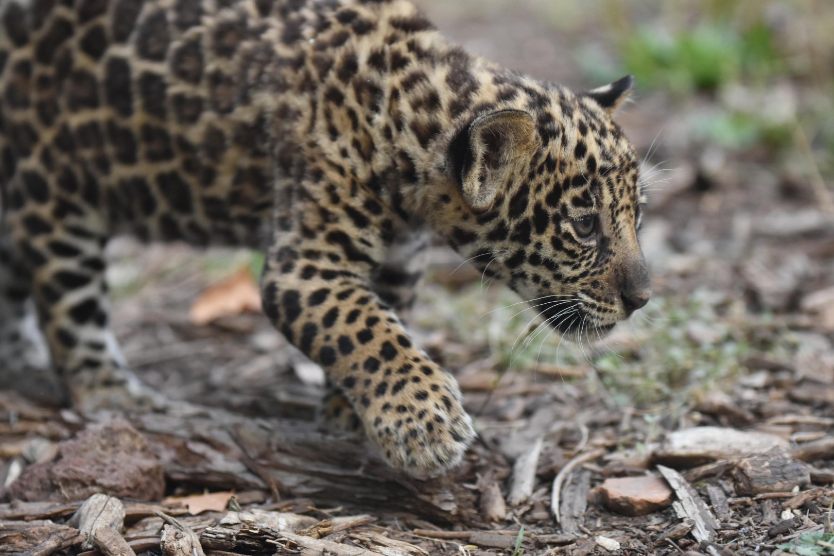 Jaguar (Panthera onca)