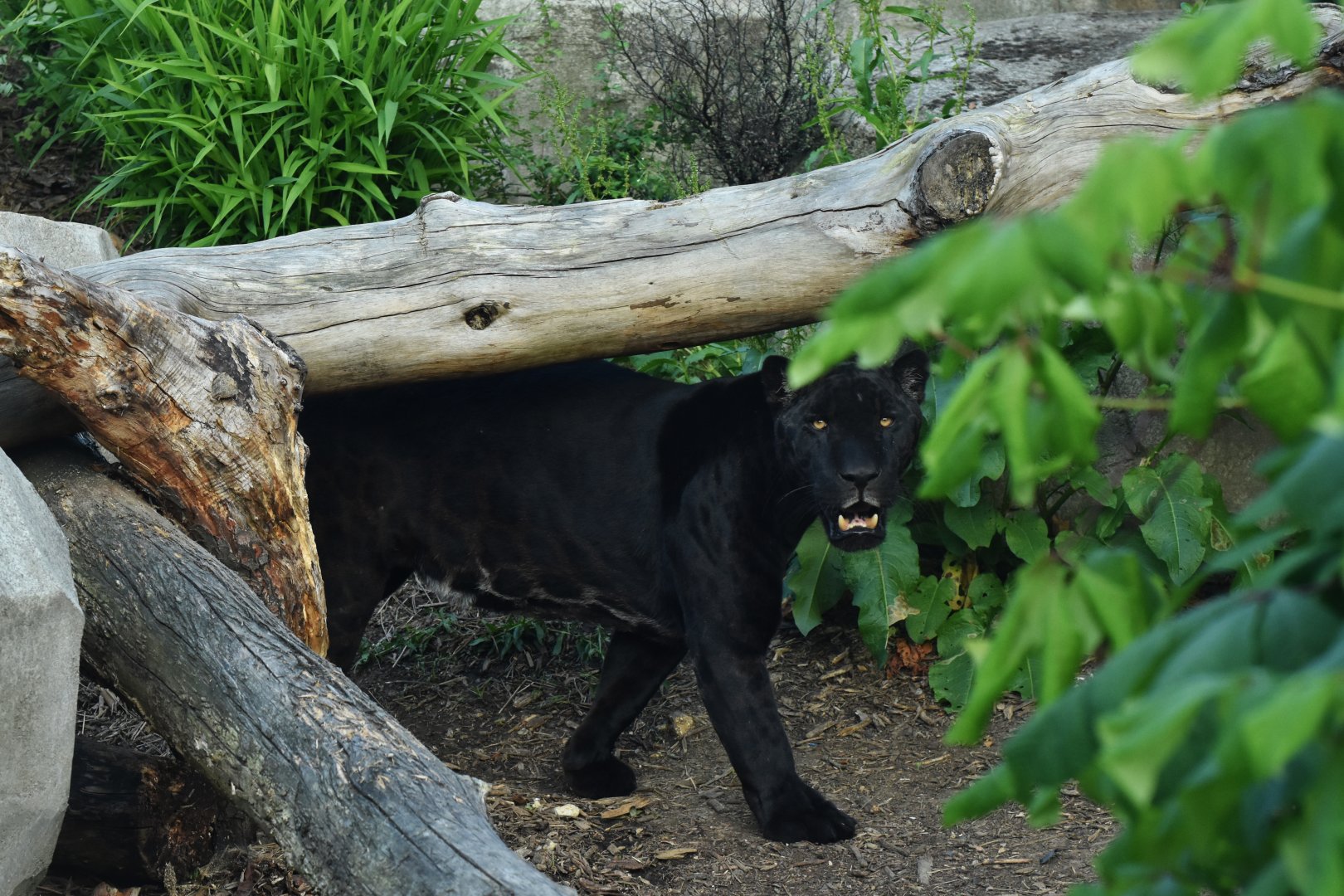 Jaguar (Panthera onca)