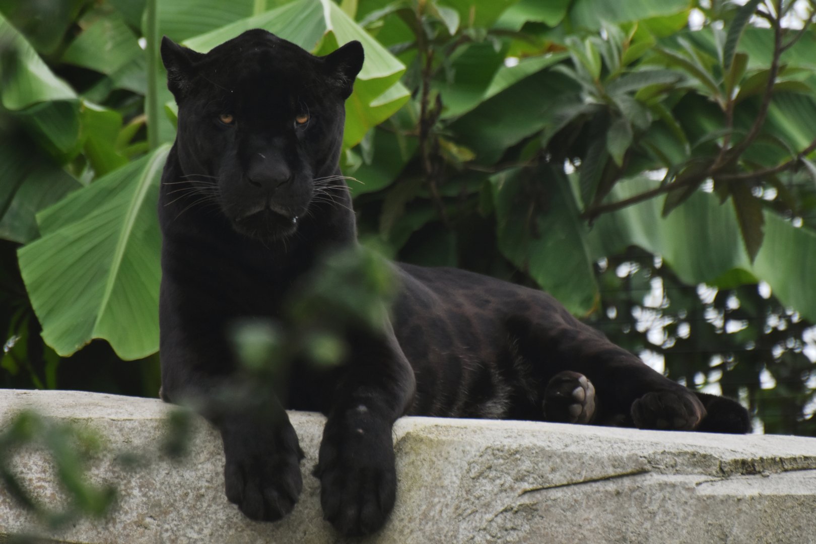 Jaguar (Panthera onca)