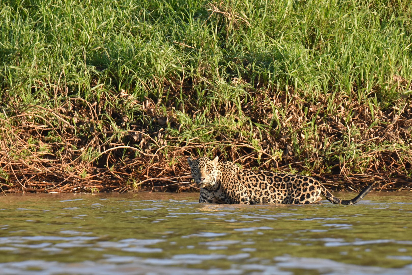 Jaguar (Panthera onca)