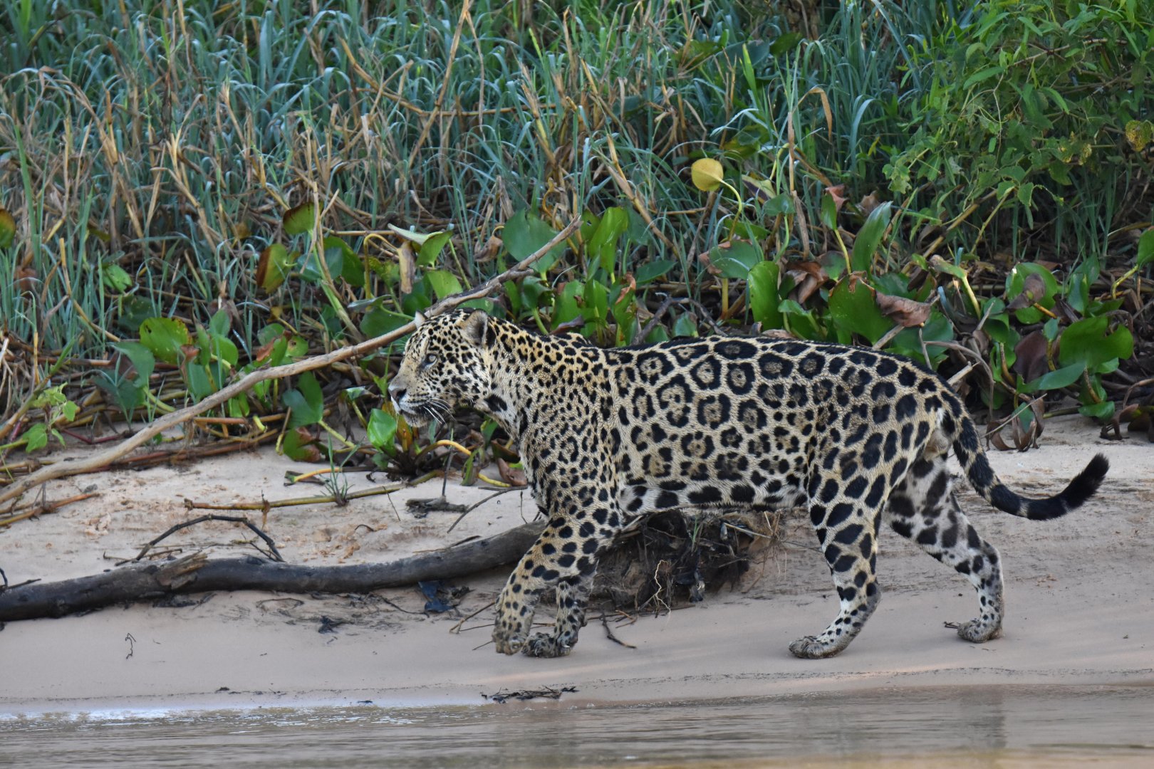 Jaguar (Panthera onca)