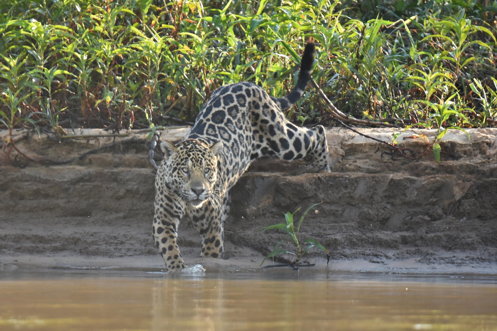 Jaguar (Panthera onca)