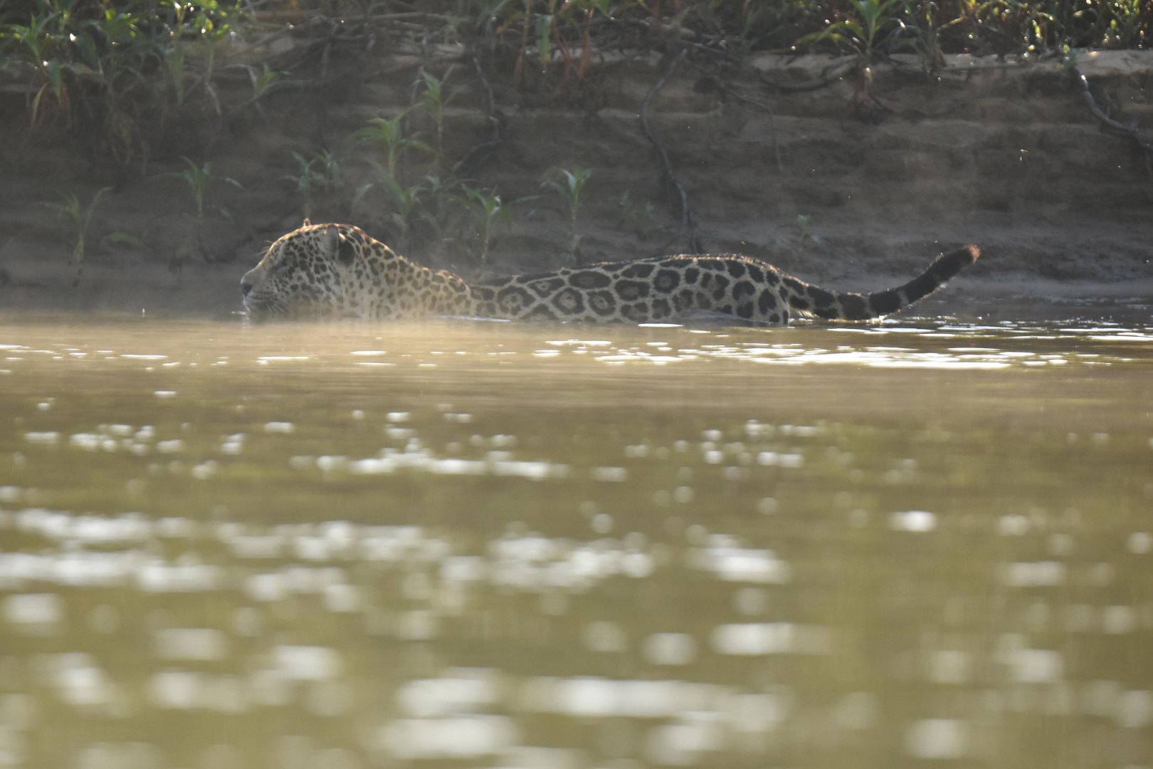 Jaguar (Panthera onca)