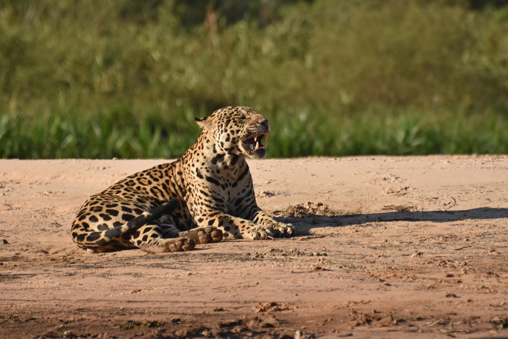 Jaguar (Panthera onca)