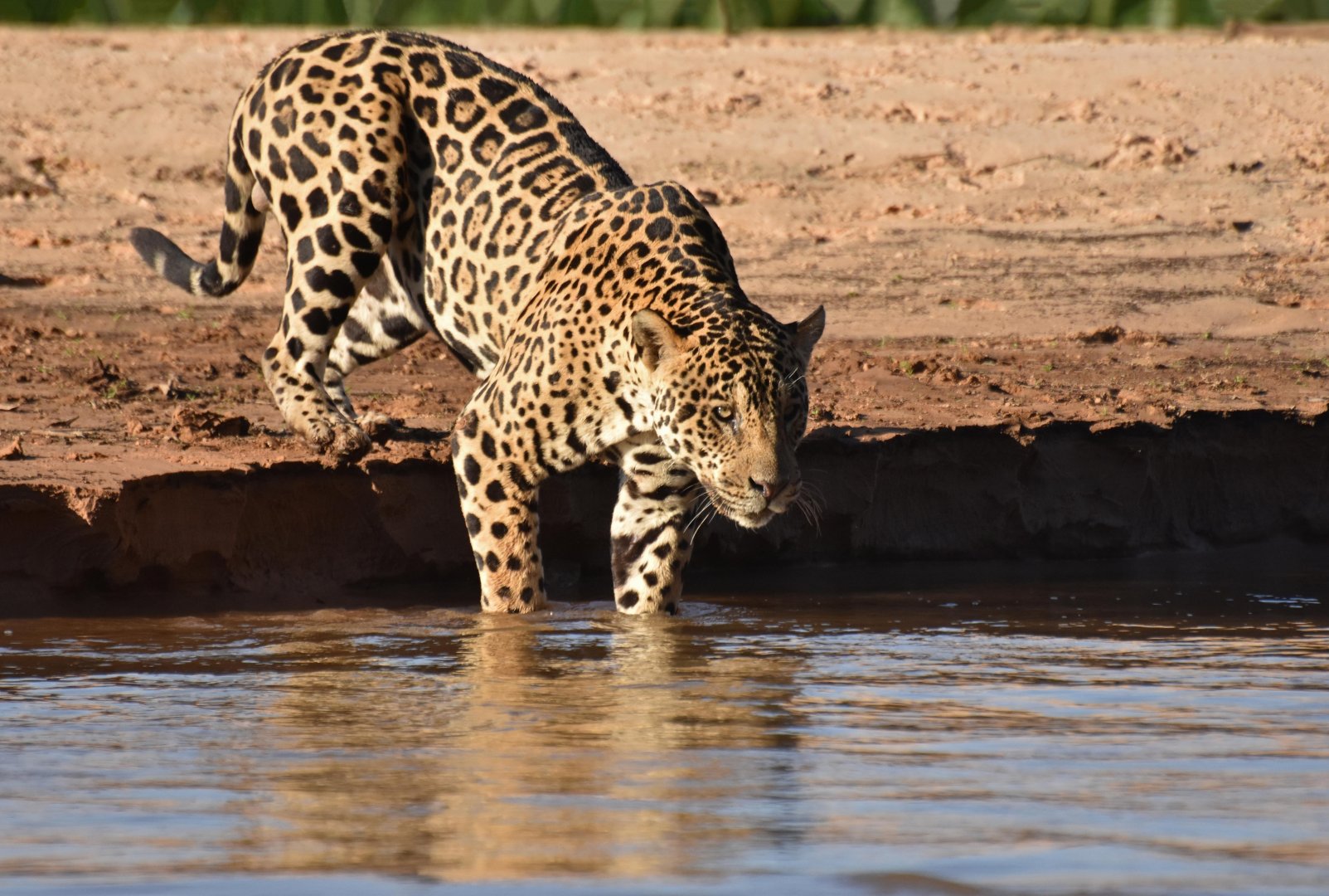 Jaguar (Panthera onca)