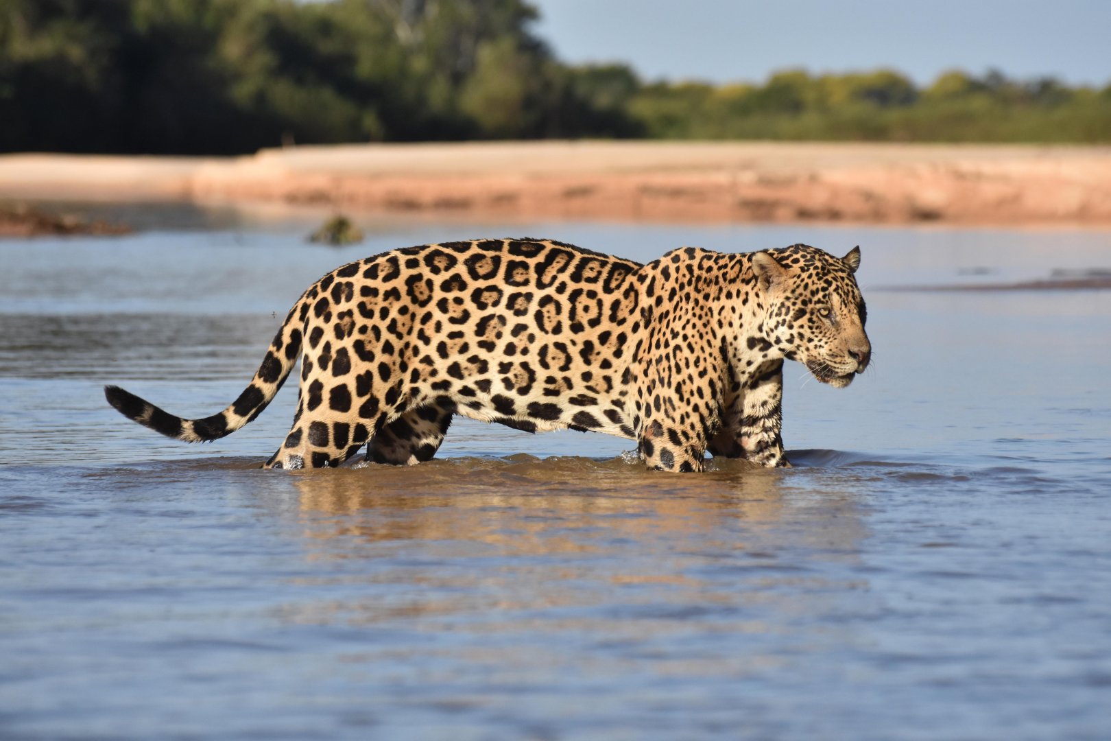 Jaguar (Panthera onca)