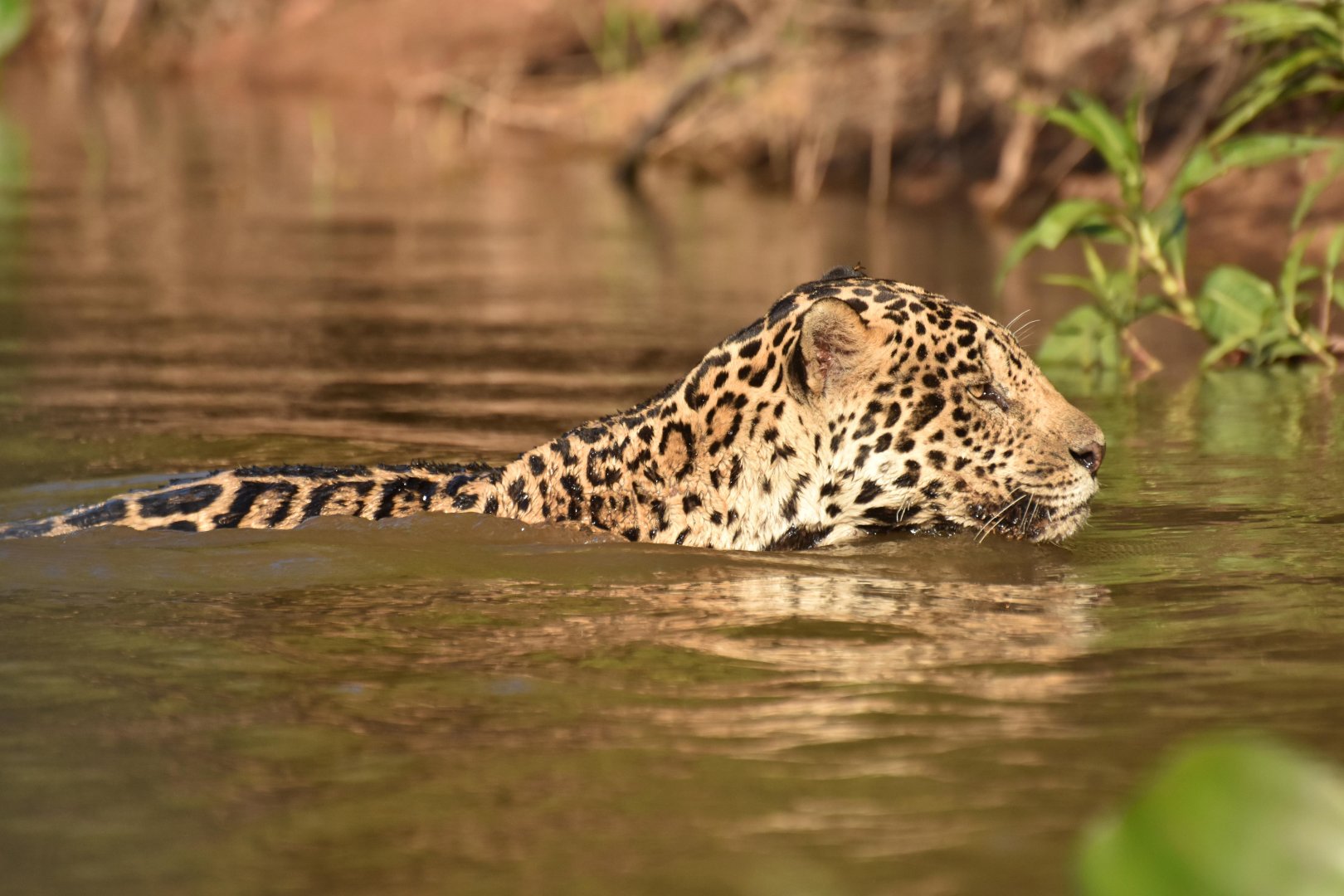 Jaguar (Panthera onca)