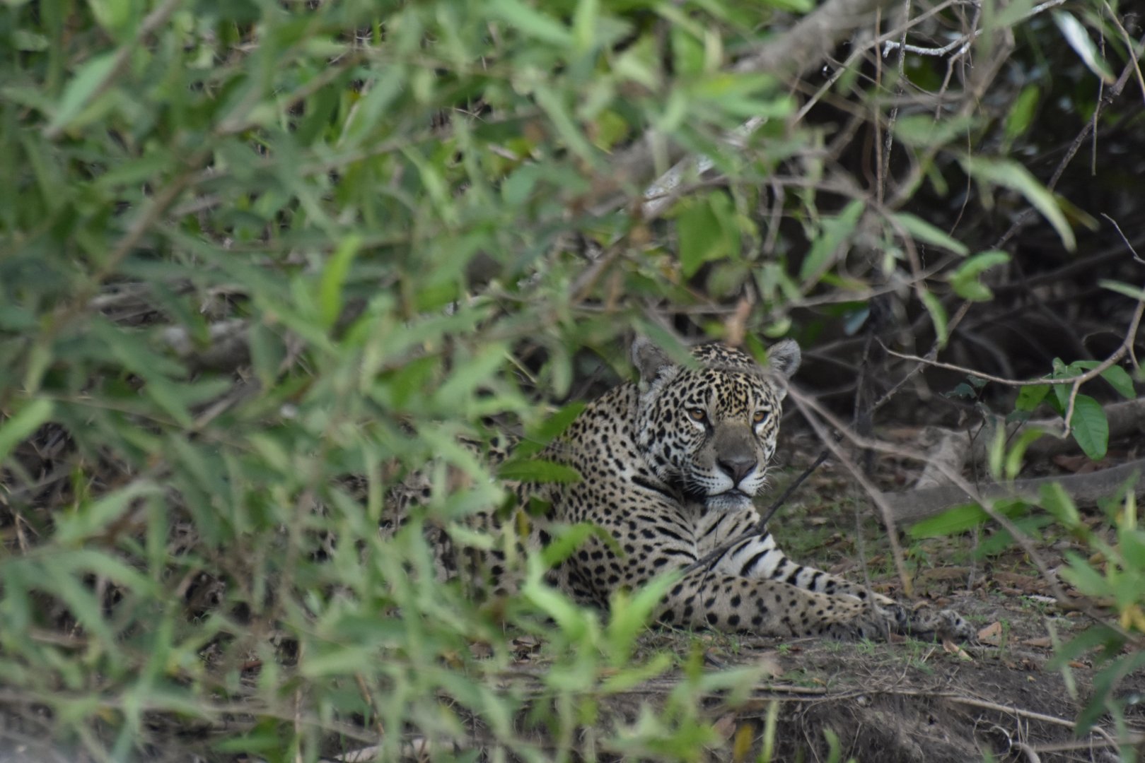 Jaguar (Panthera onca)