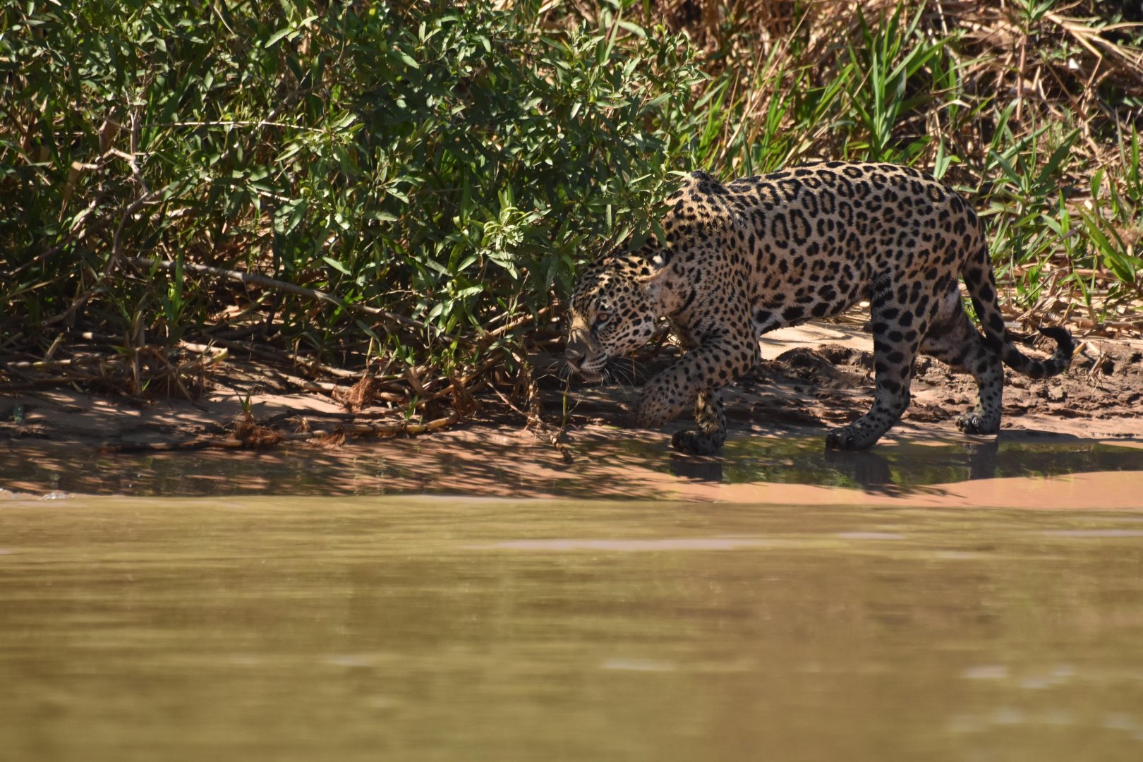 Jaguar (Panthera onca)