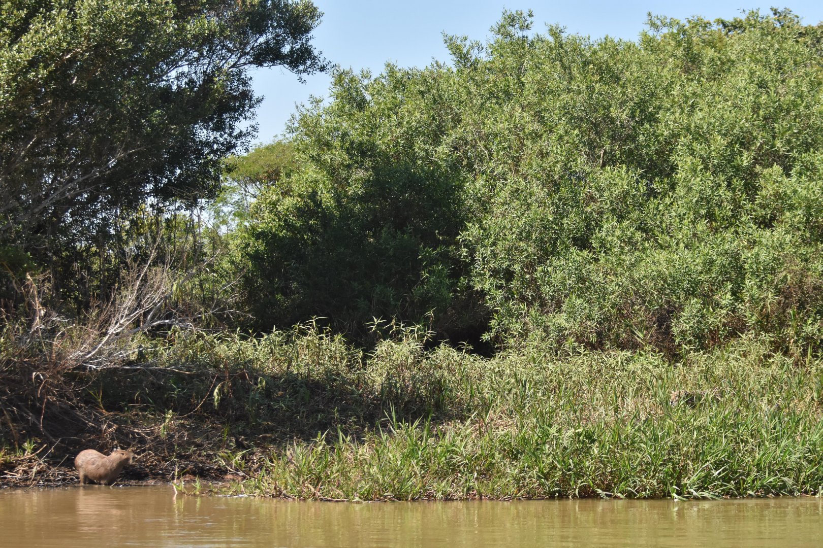 Jaguar (Panthera onca)