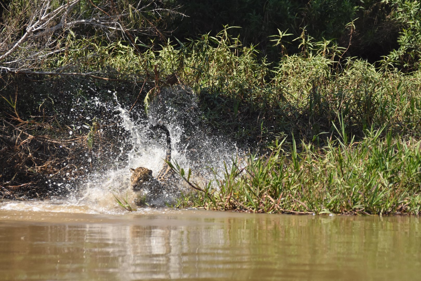Jaguar (Panthera onca)