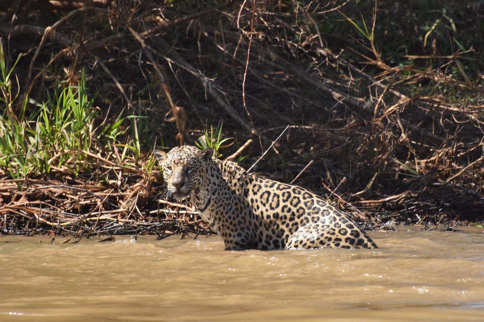Jaguar (Panthera onca)