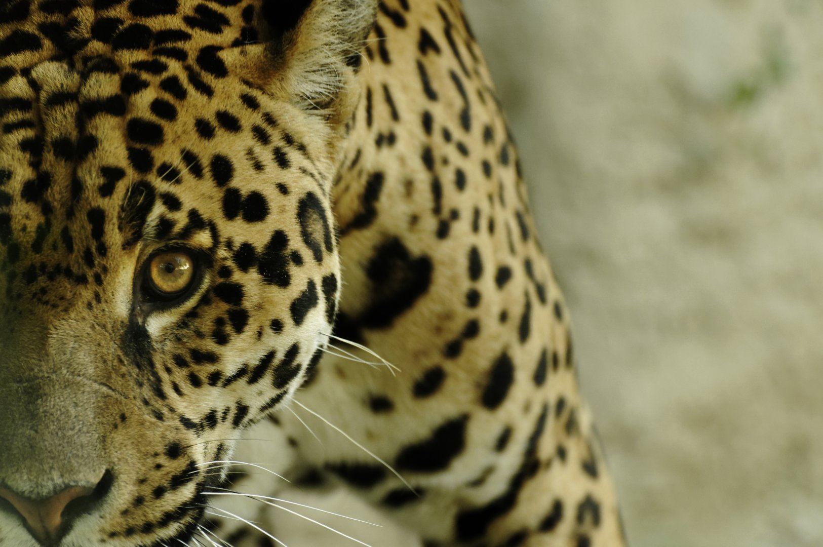 Jaguar (Panthera onca)